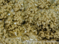 Montipora sp. tuberculate R (Wallis)