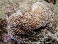 Montipora studeri