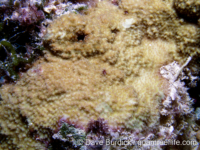 Montipora studeri