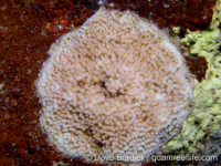 Montipora studeri