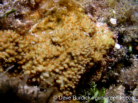 Montipora studeri