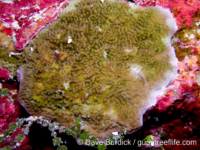 Montipora studeri (Palau)