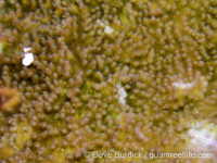 Montipora studeri (Palau)