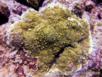 Montipora tuberculosa