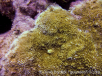 Montipora tuberculosa