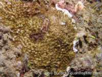 Montipora tuberculosa