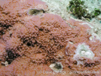 Montipora tuberculosa