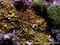 Montipora tuberculosa