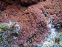 Montipora tuberculosa (CNMI)