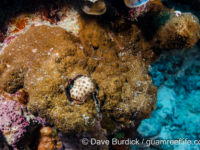 Montipora tuberculosa (Wallis)