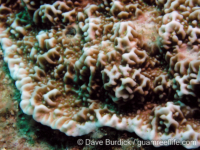 Montipora undata (Anilao)