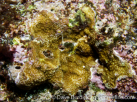 Montipora venosa