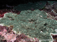 Montipora venosa