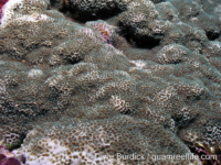 Montipora venosa
