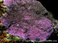 Montipora venosa