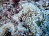 Montipora venosa