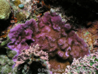 Montipora venosa