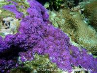 Montipora venosa