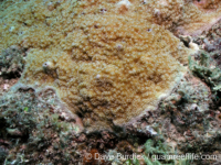 Montipora verrilli sensu Randall