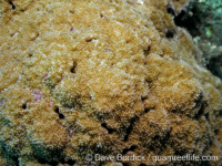 Montipora verrilli sensu Randall
