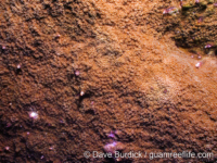 Montipora verrilli sensu Randall