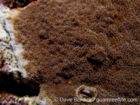 Montipora verrilli sensu Randall
