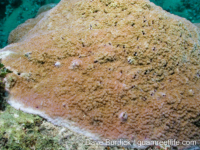 Montipora verrilli sensu Randall