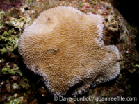 Montipora verrucosa sensu Randall