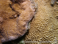 Montipora verrucosa sensu Randall (right, M. foveolata sensu Randall on left)