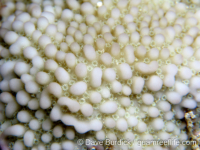 Montipora verrucosa sensu Randall