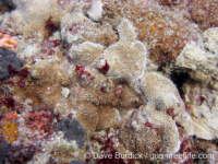 Montipora verrucosa sensu Randall