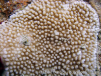 Montipora verrucosa sensu Randall