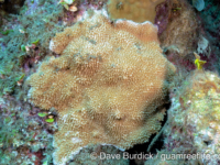 Montipora verrucosa sensu Randall