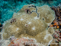 Montipora verrucosa sensu Randall (Wallis)