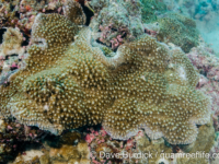Montipora verrucosa sensu Randall (Wallis)