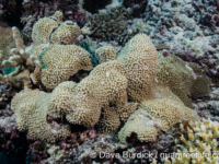 Montipora verrucosa sensu Randall (Wallis)