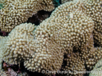 Montipora verrucosa sensu Randall (Wallis)