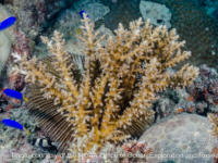 bottlebrush