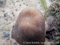 Goniopora cf. paliformis