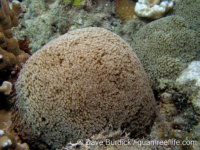 Goniopora minor