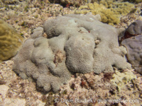 Goniopora sp. -encrusting D
