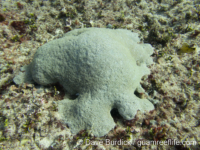 Goniopora sp. -massive B