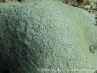 Goniopora sp. -massive B