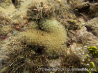 Goniopora sp. -massive C
