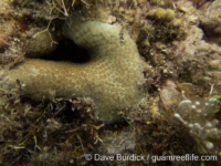 Goniopora sp. -massive C