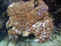 Goniopora sp. -massive F