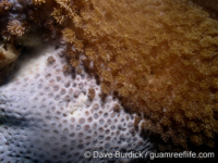 Goniopora tenuidens