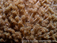 Goniopora tenuidens