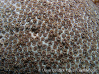 Goniopora tenuidens