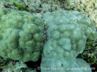 Porites solida (left, P. lobata on right)